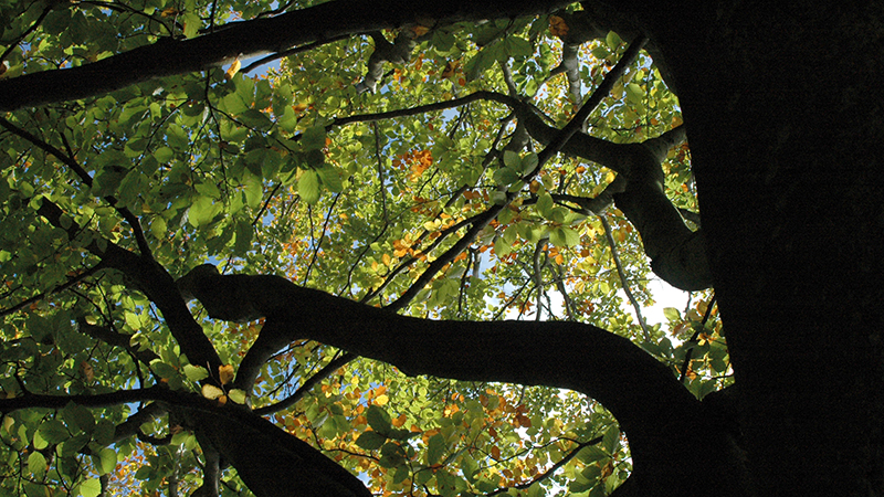 Bokträd Fagus sylvatica