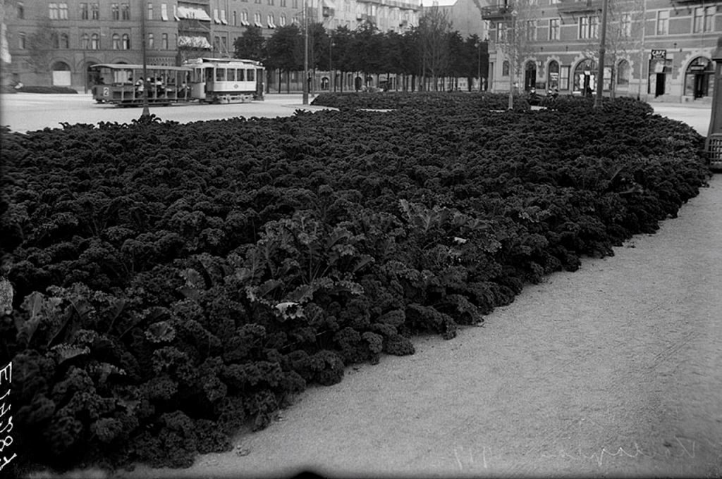 Kålodling i Karlaplans blomsterrabatter under första världskriget.
